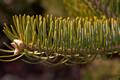 Abies holophylla IMG_8365 Jodła mandżurska